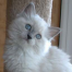 Thumbnail image for Ragdoll Cats Origins of the Breed