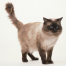 Thumbnail image for Shopping for a Cat?