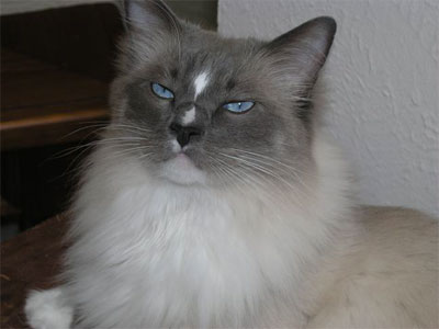 ragdoll cat