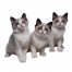 Thumbnail image for Bringing Your Ragdoll Kitten Home